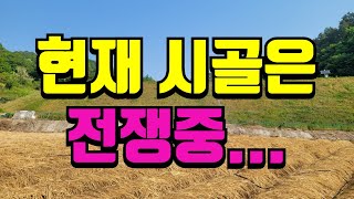 가뭄이 너무 심각합니다. 농작물이 타들어가고 농부의 마음도 타들어가고,매일 스프링쿨러 돌려가며 물을 주고있어…