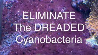 Eliminate The Dreaded Cyanobacteria - Resolve and Prevent Cyano Algae Saltwater Coral Reef Aquarium