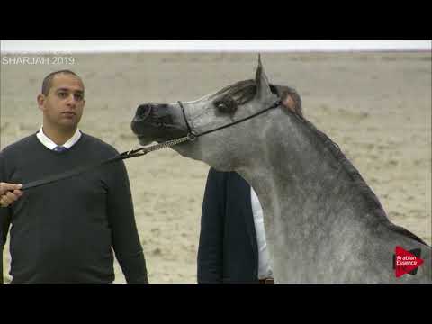 N 111 DAWODIYAH AL ZOBAIR   Sharjah International 2019