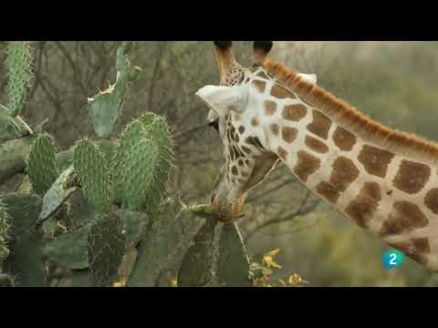 Jirafa, una mirada íntima desde las alturas | Grandes Documentales