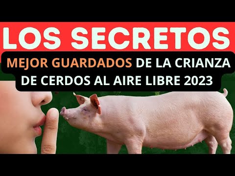 Crianza de cerdos al aire libre: secretos revelados