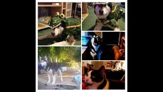 Remy boy and his Mommy Shout out video to Tonka