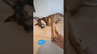 おはようまるちゃん🌞#雑種犬 #雑種 #保護犬 #犬のいる暮らし #いぬのいる生活