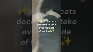 2 cats, MY side of the bed. 😂 #cat #funny #cute #fyp #animals