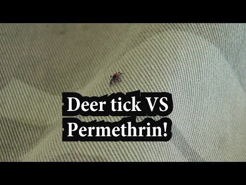 Deer Tick VS Permethrin