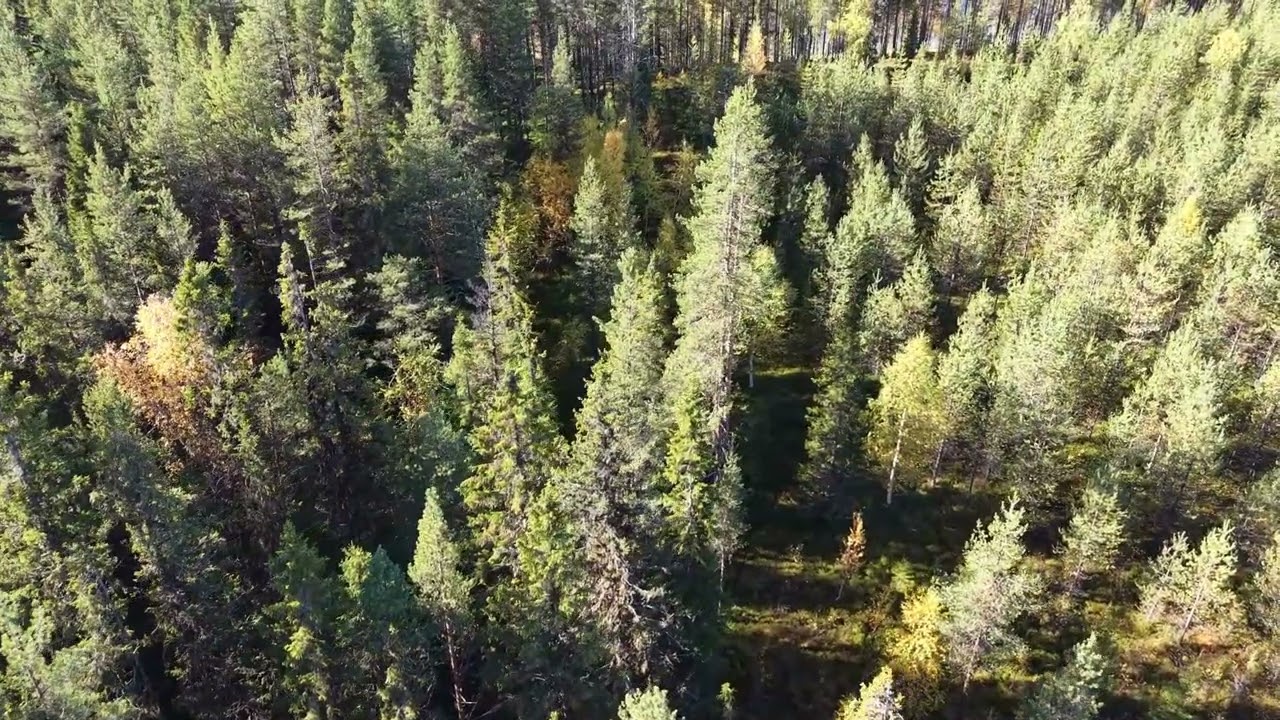 Tomt på ARVIDSJAUR TALLSUND 1:2 Lomträsk Arvidsjaurs kommun - video