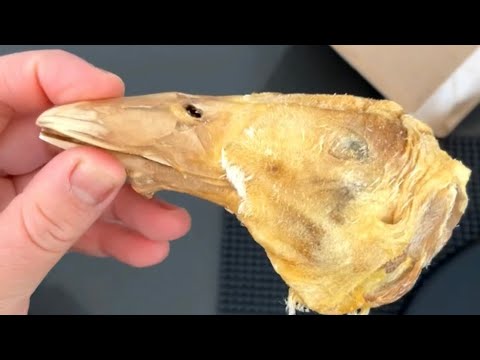 Keeping your dog from being BORED