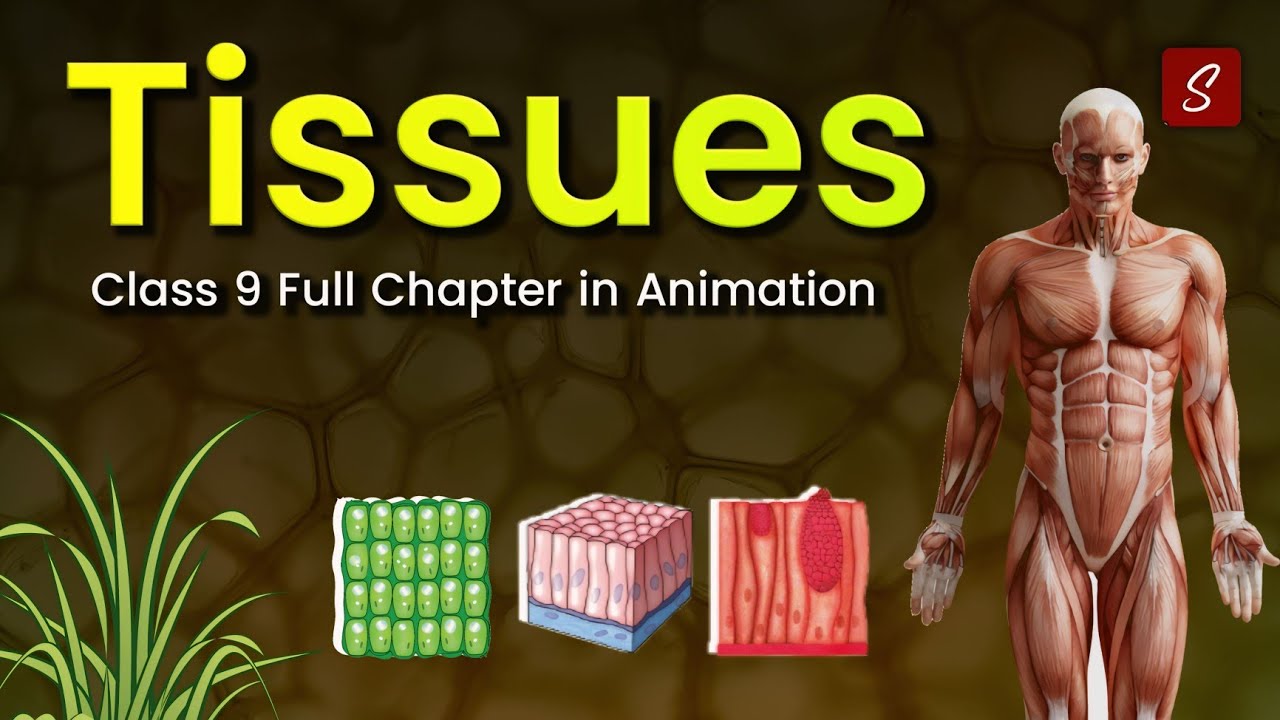 Tissues Class 9 full chapter (Animation) | Class 9 Science Chapter 6 | CBSE | NCERT