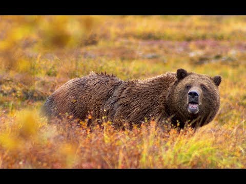 Someone May Die Today.........Insane Grizzly Bear Nightmare
