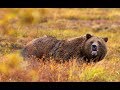 Someone May Die Today.........Insane Grizzly Bear Nightmare