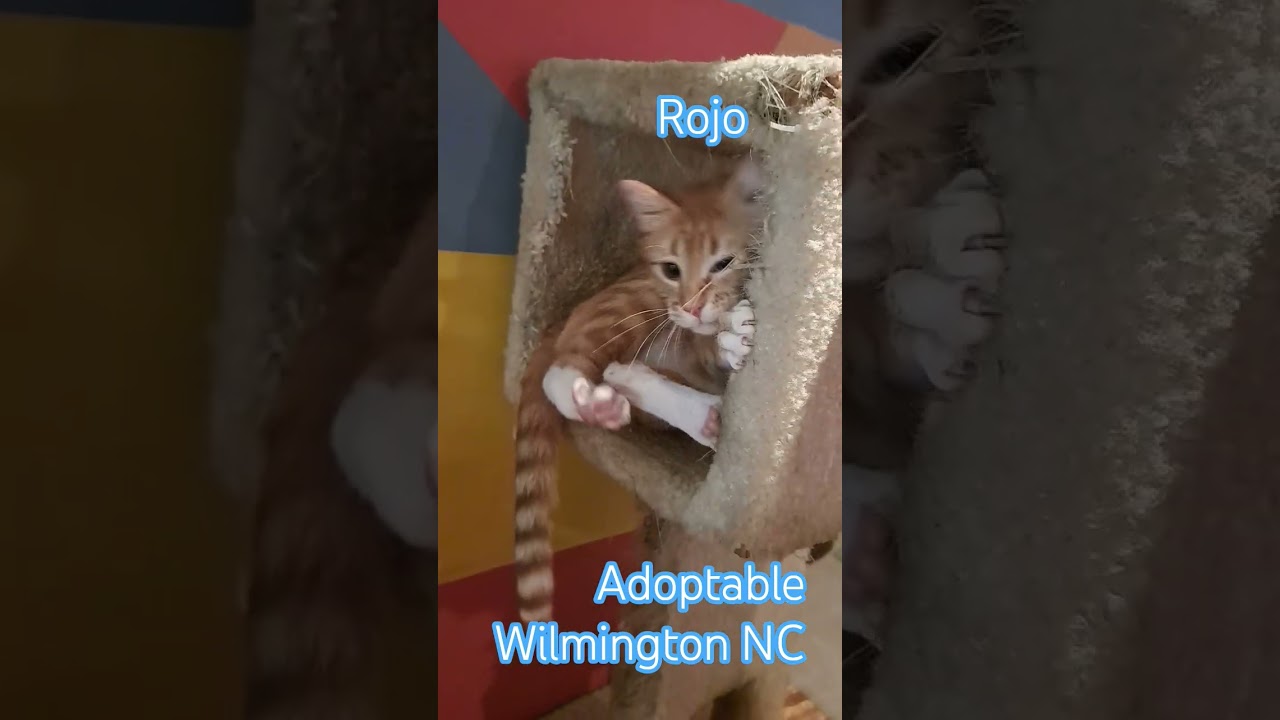 Enlarge ROJO, a ADOPTABLE Domestic Short Hair in Wilmington, NC video 3/6