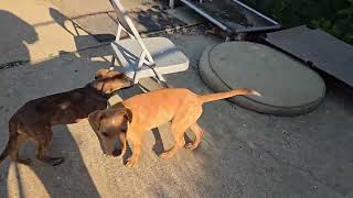Video preview image #1 Labrador Retriever-Unknown Mix Puppy For Sale in NYC, NY, USA