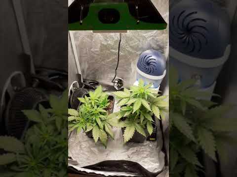, title : 'Vlog #16: Due metodi economici per abbassare l'umidità nella grow box - Situazione piante'