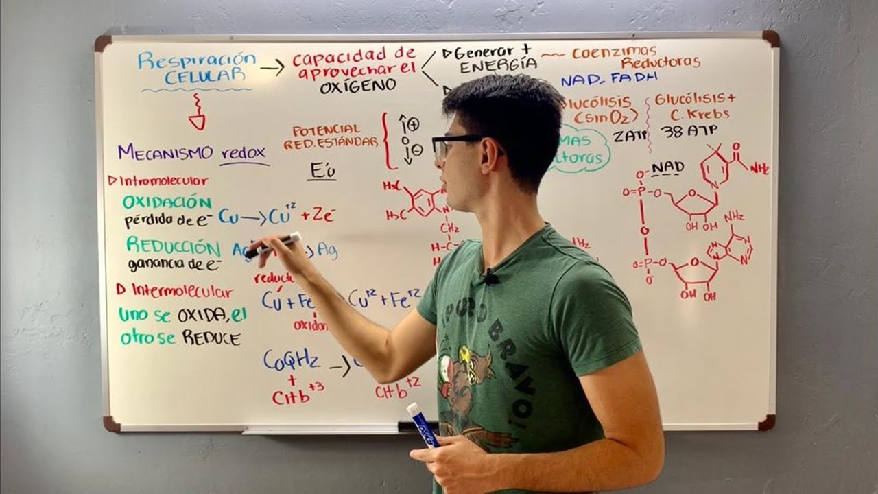 RESPIRACIÓN CELULAR: Oxidación-Reducción e importancia del NAD y FAD