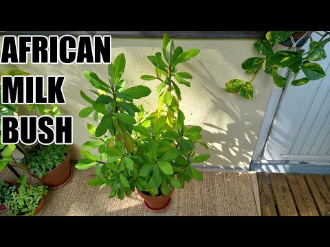 , title : 'Grow and Propagate African Milk Bush - Euphorbia Grantii'