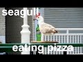 Seagull Eating Pizza