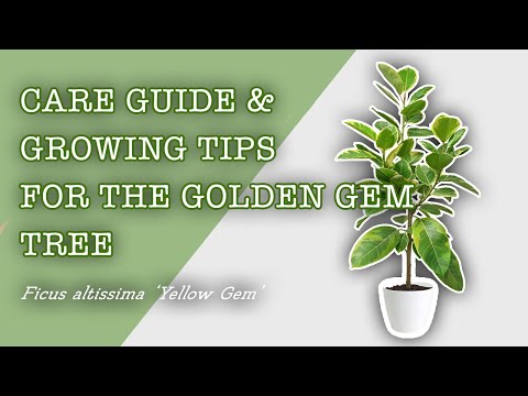 , title : 'Growing & Caring For the Ficus Altissima 'Yellow Gem' (Golden Gem Tree)'