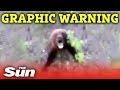 Man kicks bear, quickly regrets his decision