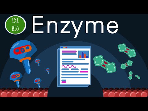 Enzymes are essential – highly recommended for the biology A-levels – a tutorial on enzymes by my...