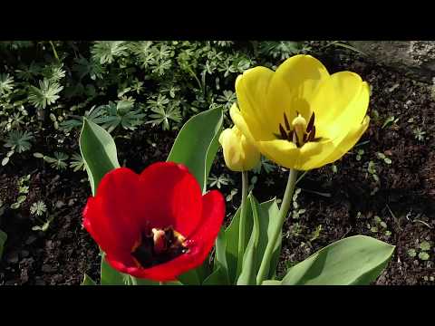 Tulipány