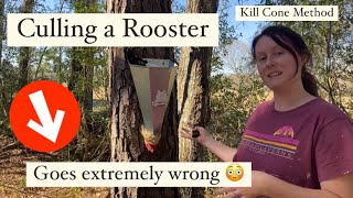 How To Cull A Rooster | Kill Cone Method