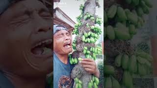 Download lagu efek gabut makan buah belimbing aja | ngakak😂 mp3 Download lagu efek gabut makan buah belimbing aja | ngakak😂 mp3