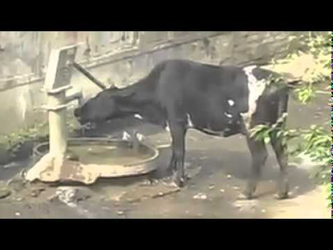 Aqal Bari Hai Ya Bhains