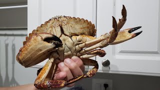 2021年最後のカニ漁 / Last Day Crabbing
