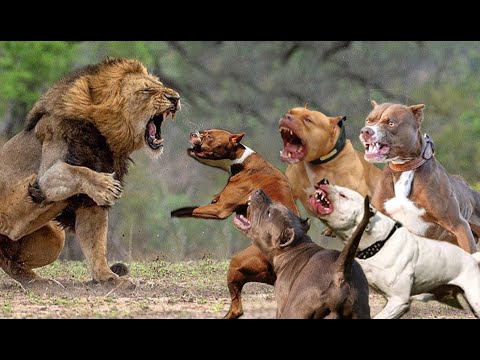 5 Pitbull VS Lion Real Fight - Trained Pitbull Dogs Against Lion