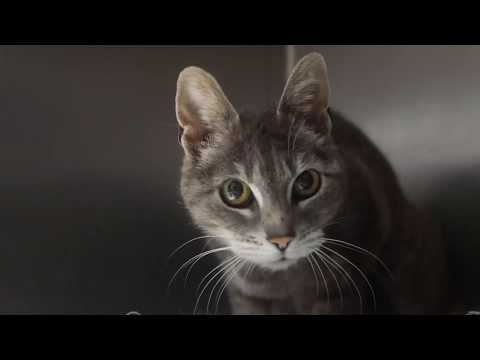 Bringing Your Foster Cat Home - flash class