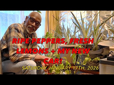 Kamakura Winter Garden Harvest! Ripe Peppers, Fresh Lemons + My New Car!