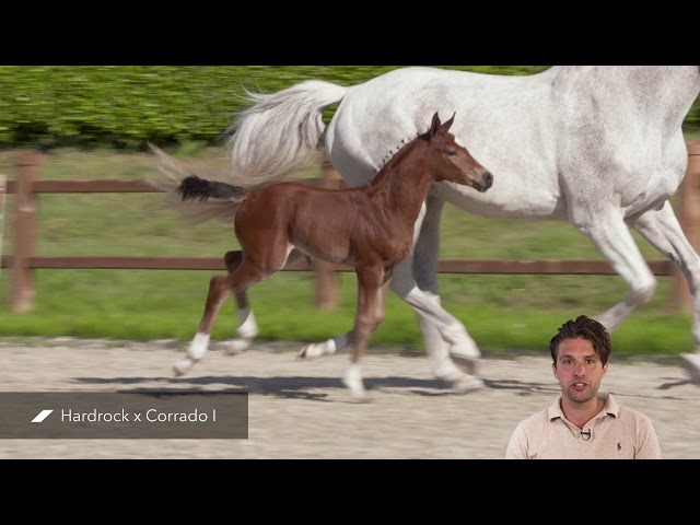 Honesty van CH (Hardrock x Corrado I)