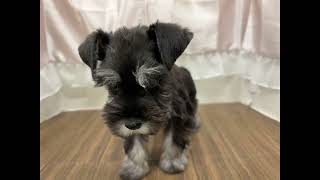 ミニチュアシュナウザーの動画01