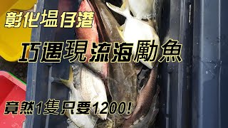 彰化塭仔港竟有海鱺魚!只能漲潮出去捕魚的漁港,假日人潮也是多到爆炸!