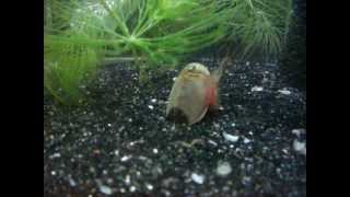 preview picture of video 'カブトエビの脱皮　My triops' putting her shirt off.'