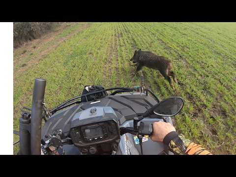 Caça de Javali em Alegrete/RS 07-2026