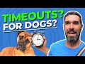 Dog Timeouts Why Dogs Need It How To Do It The Right Way