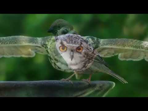 Opwekking 259 Want zijn naam is verheven