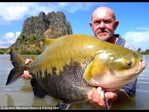 2019 Top Big Fish | and Amazing Automatic Lines | Catching and Processing