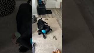 Video preview image #1 Doberman Pinscher Puppy For Sale in Buffalo, MN, USA