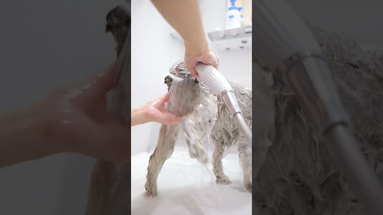 お風呂のとき毎回こんな顔してる #シュナウザー