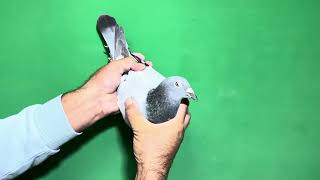 Download the video "BG 23 27683"