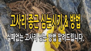 실패없는 고사리 종근 심는방법 심는시기 알려드립니니다. 쉽고 빠르게 고사리 심기 고사리 재배법