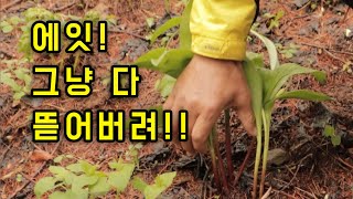 산마늘 내륙종과 울릉도종이 같이 있으면 이렇게 됩니다..