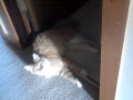 Dead Cat
