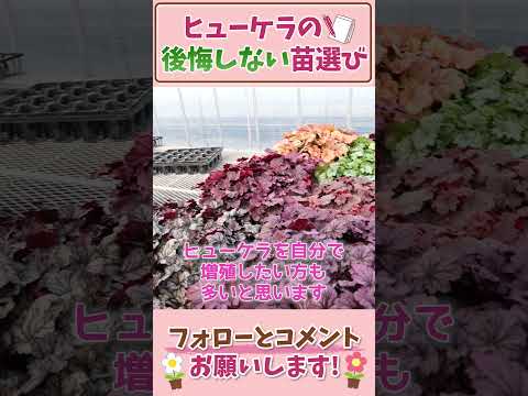 園芸 あらゆる好みに合わせたヒューケラ