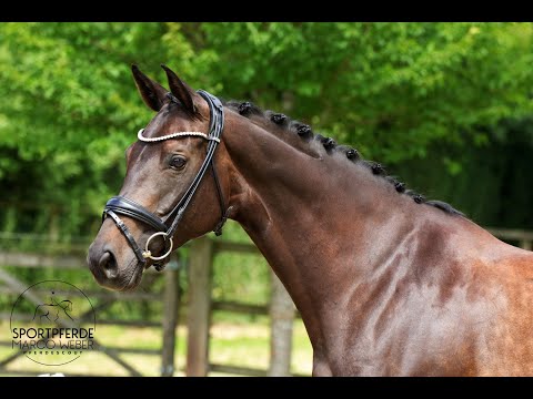 Stute von Franziskus