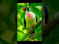 Beautiful birds #trending #shorts