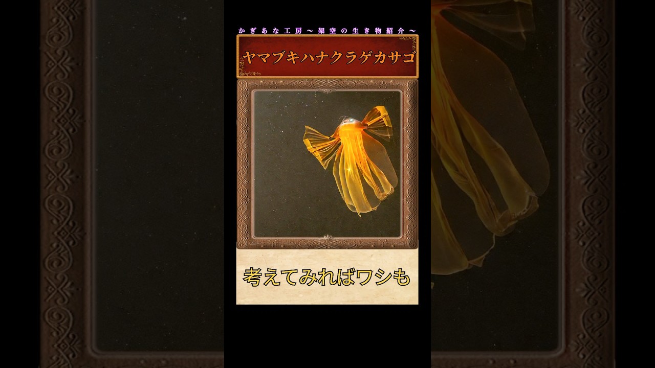 大人になると、、、？ヤマブキハナクラゲカサゴについてご紹介 #shorts #かぎあな紹介