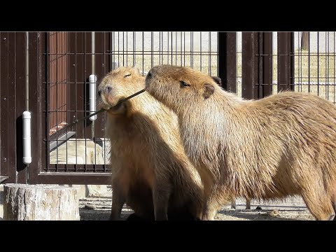 Capybara doesn't want to be taken away bamboo 🐾